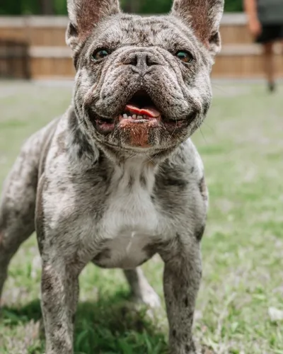 Merle French Bulldog standing in the grass